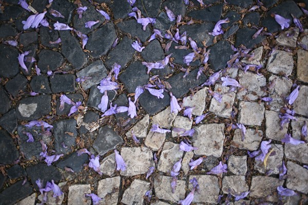 portugal, lisbonne, lisboa, signes de ville, lorgo do carmo,  paves, fleurs tombees des arbres, bairro alto, place, sol, voirie
Date : septembre 2011