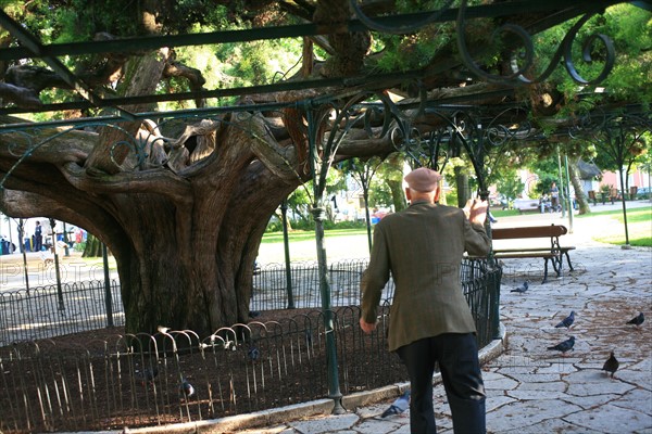 portugal, lisbonne, lisboa, signes de ville, principe real, arbres et circulation, senior nourrissant les oiseaux
Date : septembre 2011