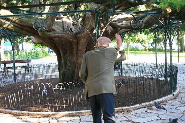 portugal, lisbonne, lisboa, signes de ville, principe real, arbres et circulation, senior nourrissant les oiseaux
Date : septembre 2011