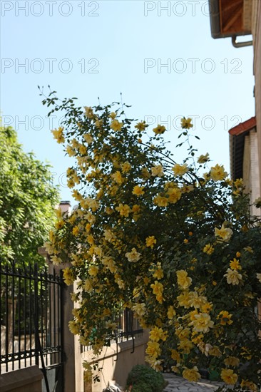 France, ile de france, paris 13e arrondissement, butte aux cailles, villa daviel, maisons et jardins, pavillons pres de la petite alsace,


Date : 2011-2012