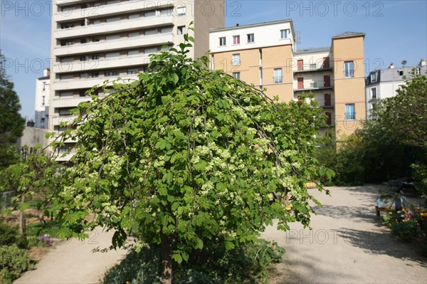 France, ile de france, paris 20e arrondissement, rue michel de bourges, square casque d'or, jardin public, fleurs, simone signoret, jacques becker, film,