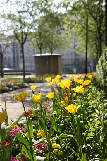 France, ile de france, paris 20e arrondissement, rue michel de bourges, square casque d'or, jardin public, fleurs, simone signoret, jacques becker, film,