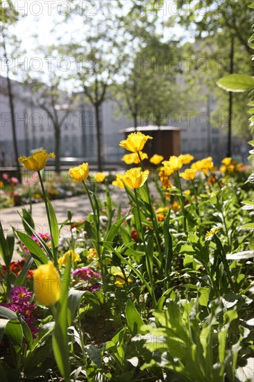 France, ile de france, paris 20e arrondissement, rue michel de bourges, square casque d'or, jardin public, fleurs, simone signoret, jacques becker, film,