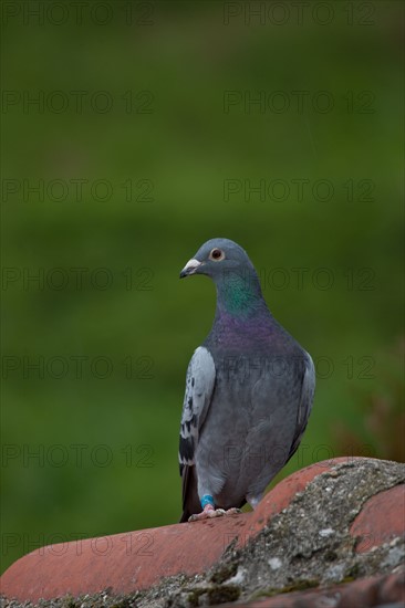 France, Region Ile de France, Hauts de Seine, Suresnes, fort du Mont Valerien, musee de la colombophilie militaire, pigeons, armee, defense, vaillant,