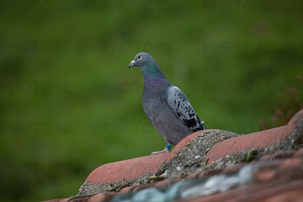 France, Region Ile de France, Hauts de Seine, Suresnes, fort du Mont Valerien, musee de la colombophilie militaire, pigeons, armee, defense, vaillant,