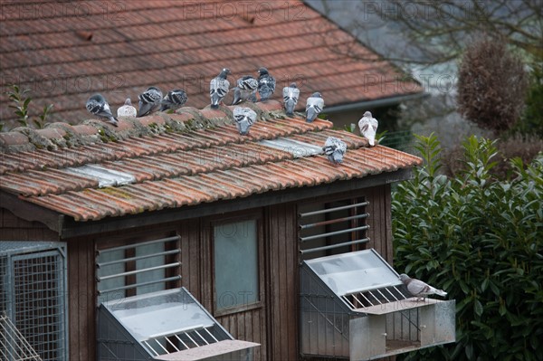 France, Region Ile de France, Hauts de Seine, Suresnes, fort du Mont Valerien, musee de la colombophilie militaire, pigeons, armee, defense, vaillant,