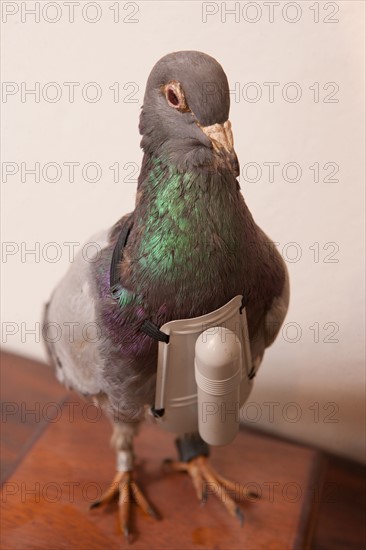 France, Region Ile de France, Hauts de Seine, Suresnes, fort du Mont Valerien, musee de la colombophilie militaire, pigeons, armee, defense, vaillant,