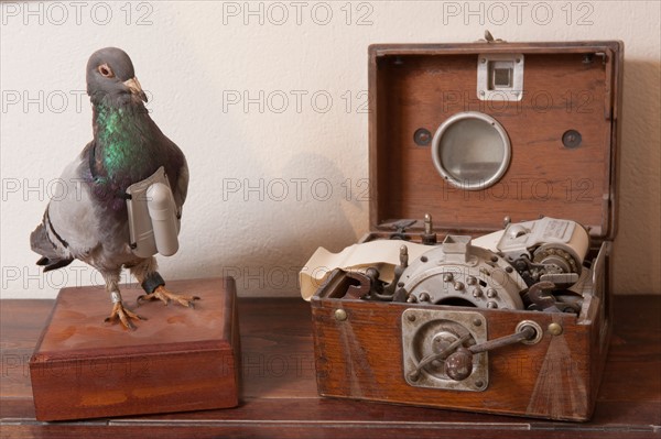 France, Region Ile de France, Hauts de Seine, Suresnes, fort du Mont Valerien, musee de la colombophilie militaire, pigeons, armee, defense, vaillant,