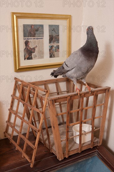 France, Region Ile de France, Hauts de Seine, Suresnes, fort du Mont Valerien, musee de la colombophilie militaire, pigeons, armee, defense, vaillant,