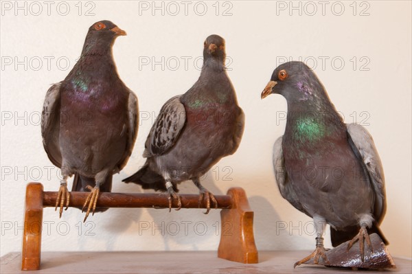 France, Region Ile de France, Hauts de Seine, Suresnes, fort du Mont Valerien, musee de la colombophilie militaire, pigeons, armee, defense, vaillant,