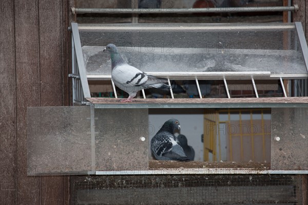 France, Region Ile de France, Hauts de Seine, Suresnes, fort du Mont Valerien, musee de la colombophilie militaire, pigeons, armee, defense, vaillant,