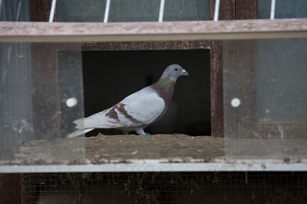 France, Region Ile de France, Hauts de Seine, Suresnes, fort du Mont Valerien, musee de la colombophilie militaire, pigeons, armee, defense, vaillant,