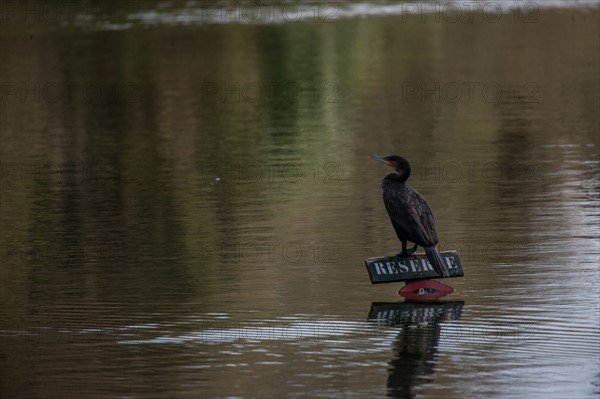 France, Region Ile de France, Hauts de Seine, Ville d'Avray, 53 rue de Versailles, Etangs de Corot, oiseau, cormoran,