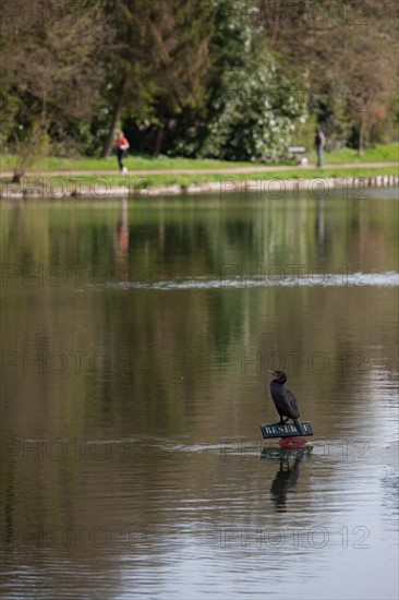 France, Region Ile de France, Hauts de Seine, Ville d'Avray, 53 rue de Versailles, Etangs de Corot, oiseau, cormoran,