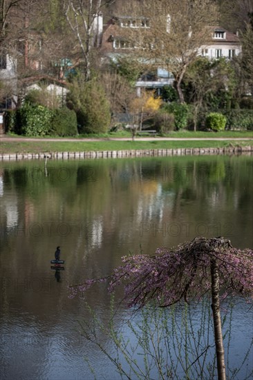 France, Region Ile de France, Hauts de Seine, Ville d'Avray, 53 rue de Versailles, Etangs de Corot, oiseau, cormoran,