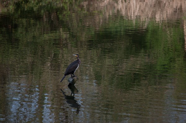 France, Region Ile de France, Hauts de Seine, Ville d'Avray, 53 rue de Versailles, Etangs de Corot, oiseau, cormoran,