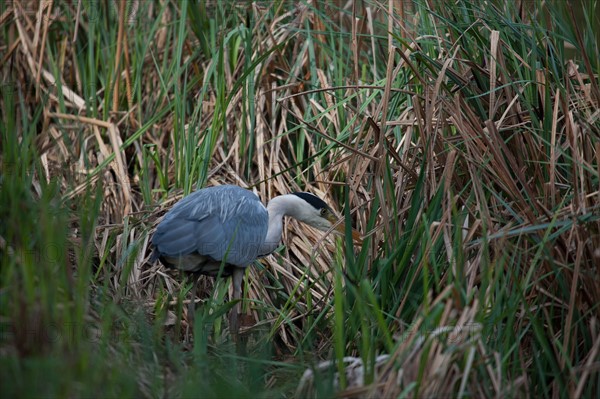 France, Region Ile de France, Hauts de Seine, Ville d'Avray, 53 rue de Versailles, Etangs de Corot, oiseau, heron cendre,