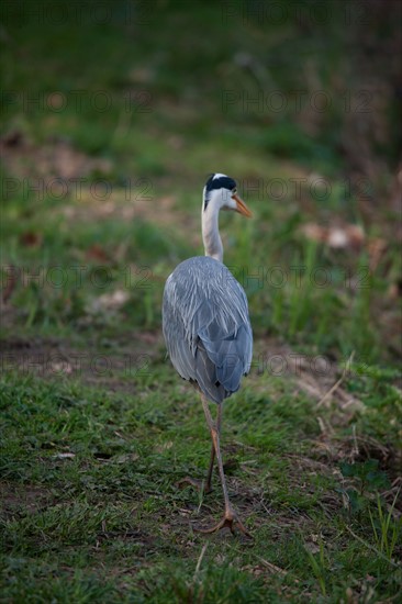 France, Region Ile de France, Hauts de Seine, Ville d'Avray, 53 rue de Versailles, Etangs de Corot, oiseau, heron cendre,