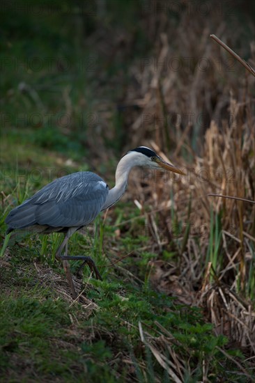 France, Region Ile de France, Hauts de Seine, Ville d'Avray, 53 rue de Versailles, Etangs de Corot, oiseau, heron cendre,