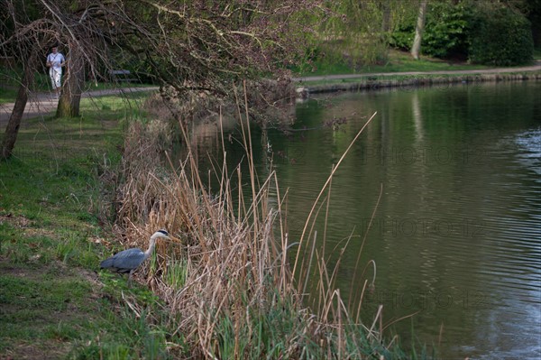 France, Region Ile de France, Hauts de Seine, Ville d'Avray, 53 rue de Versailles, Etangs de Corot, oiseau, heron cendre,