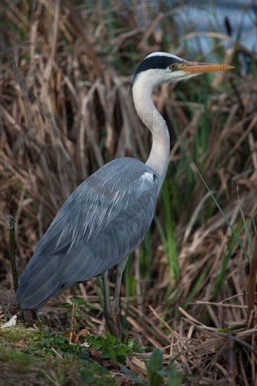 France, Region Ile de France, Hauts de Seine, Ville d'Avray, 53 rue de Versailles, Etangs de Corot, oiseau, heron cendre,