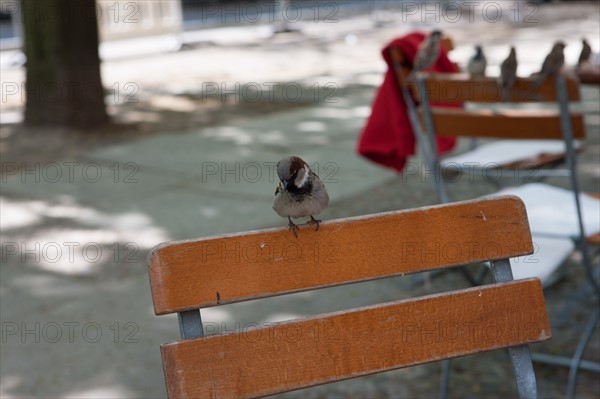 Allemagne (Germany), Berlin, Prenzlauer Berg, Kollwitzstrasse, banc, oiseau, chaise.