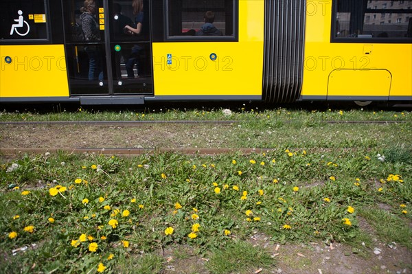 Allemagne (Germany), Berlin, Alexanderplatz, arret du tramway, transport, herbe