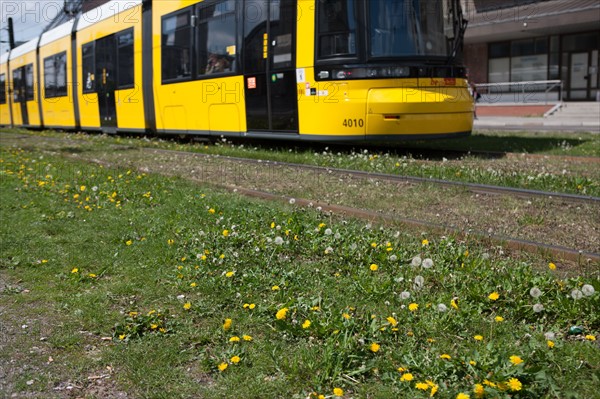 Allemagne (Germany), Berlin, Alexanderplatz, arret du tramway, transport, herbe