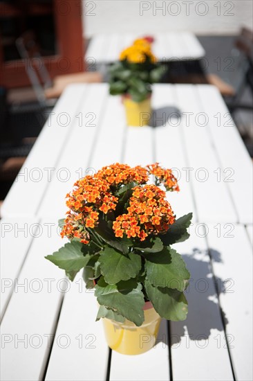 Allemagne (Germany), Berlin, Friedrichshain, immeuble, ancien Berlin Est, pot de fleur sur table de restaurant, terrasse,