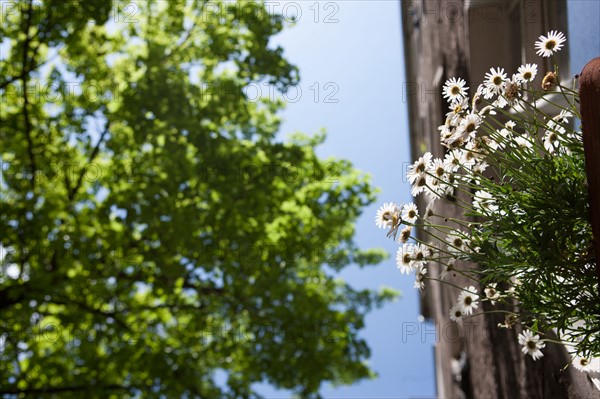 Allemagne (Germany), Berlin, Prenzlauer Berg, facades immeubles,