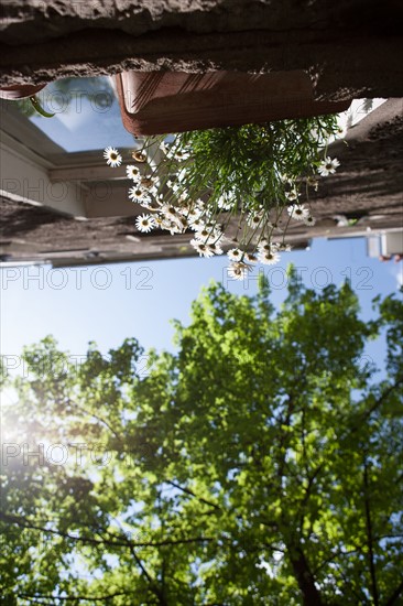 Allemagne (Germany), Berlin, Prenzlauer Berg, facades immeubles,