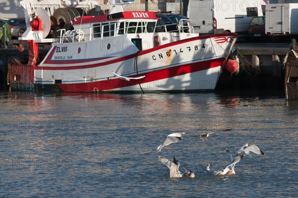 France, region Basse Normandie, Calvados, Cote fleurie, Trouville-sur-Mer, port, chalutiers a quai, mouettes, eau, la Touques,