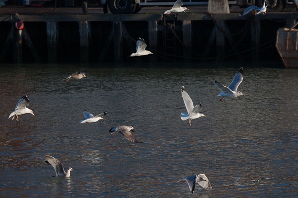 France, region Basse Normandie, Calvados, Cote fleurie, Trouville-sur-Mer, port, chalutiers a quai, mouettes, eau, la Touques,