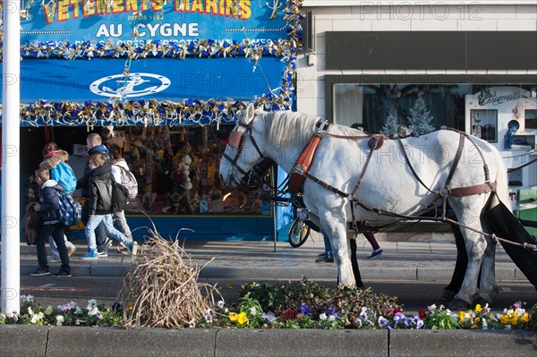 France, region Basse Normandie, Calvados, Cote fleurie, Trouville-sur-Mer, quai Fernand Moureaux, chevaux de trait pour le ramassage des dechets,