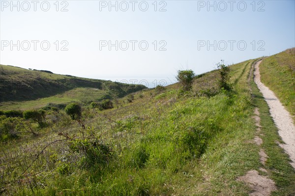 France, region Haute Normandie, Seine Maritime, pays des hautes falaises, Etretat, Valleuse d'Antifer, le tilleul,