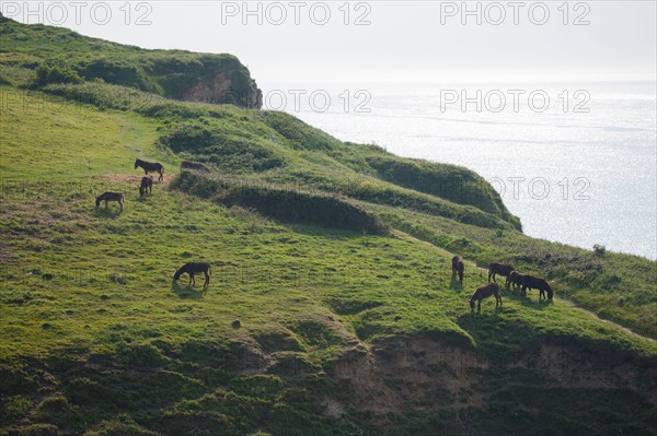 France, region Haute Normandie, Seine Maritime, pays des hautes falaises, Etretat, Valleuse d'Antifer, le tilleul,