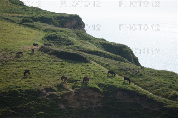 France, region Haute Normandie, Seine Maritime, pays des hautes falaises, Etretat, Valleuse d'Antifer, le tilleul,