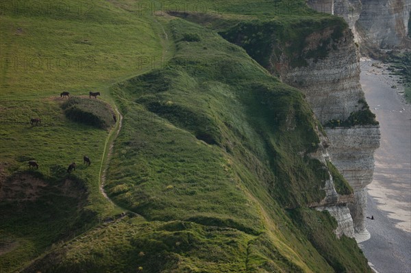 France, region Haute Normandie, Seine Maritime, pays des hautes falaises, Etretat, Valleuse d'Antifer, le tilleul,