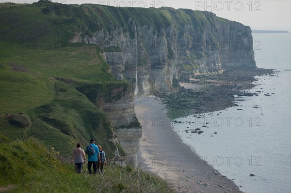 France, region Haute Normandie, Seine Maritime, pays des hautes falaises, Etretat, Valleuse d'Antifer, le tilleul,