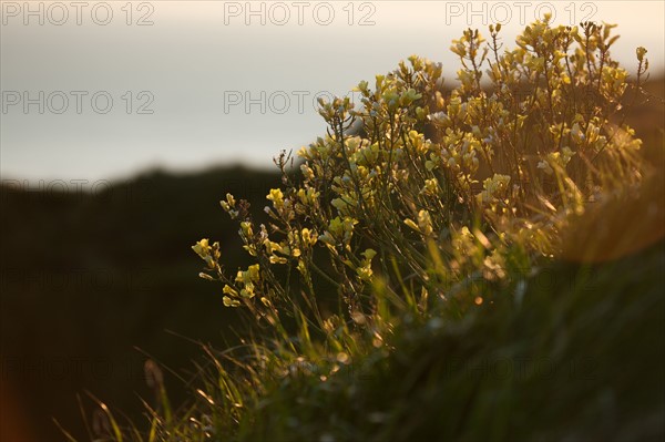 France, region Haute Normandie, Seine Maritime, pays des hautes falaises, Etretat, falaise d'aval,