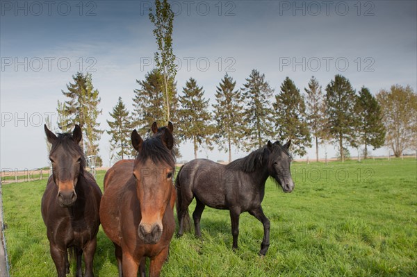 France, Haute Normandie, Eure, Beaumontel, Gite et Compagnie des Petits Champs,