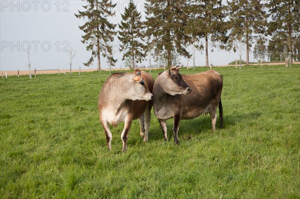 France, Haute Normandie, Eure, Beaumontel, Gite et Compagnie des Petits Champs,