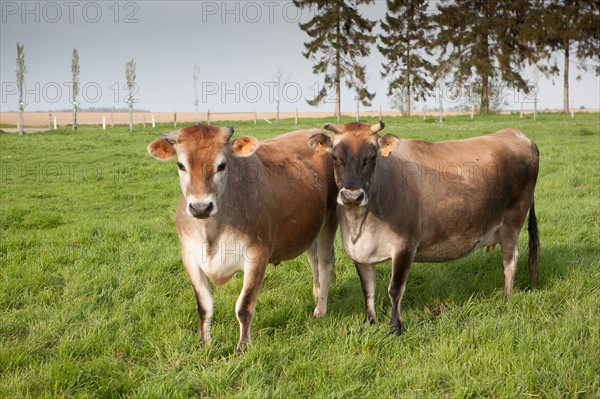 France, Haute Normandie, Eure, Beaumontel, Gite et Compagnie des Petits Champs,