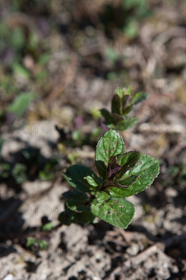 France, Ile de France, Essonne, Milly-la-Foret, Conservatoire national des Plantes, menthe poivree, specialite de Milly,
Mention obligatoire : CRT PIdF