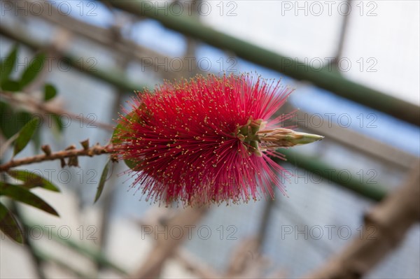 France, Ile de France, Essonne, Milly-la-Foret, Conservatoire national des Plantes,
Mention obligatoire : CRT PIdF