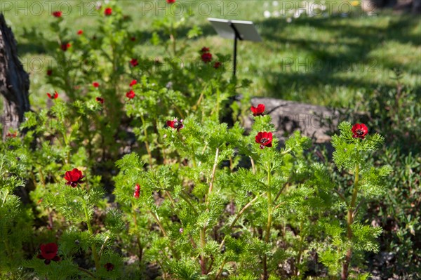 France, Ile de France, Essonne, Milly-la-Foret, Conservatoire national des Plantes,
Mention obligatoire : CRT PIdF