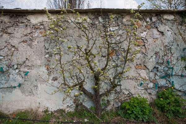 France, Ile de France, Seine-Saint-Denis, Montreuil-sous-Bois, 4 rue du Jardin Ecole, horticulture, Societe Regionale d'Horticulture de Montreuil, SRHM, murs a peches.