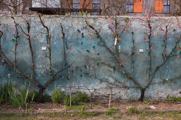 France, Ile de France, Seine-Saint-Denis, Montreuil-sous-Bois, 4 rue du Jardin Ecole, horticulture, Societe Regionale d'Horticulture de Montreuil, SRHM, murs a peches.