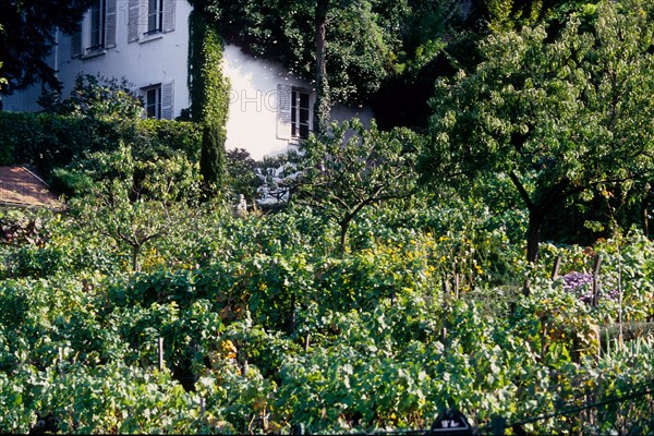 France, Ile de France, Paris 18e arrondissement, rue Saint-Vincent, vignes de Montmartre, raisin, vignoble,