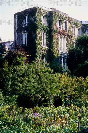 France, Ile de France, Paris 18e arrondissement, rue Saint-Vincent, vignes de Montmartre, raisin, vignoble,